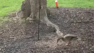 Springtime
