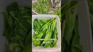 Cueillettes de plantes sauvages au printemps