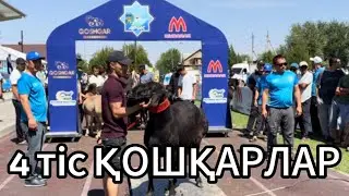 Түркістан облысы ҚОЙ КӨРМЕСІ 2024-4 ТІС ҚОШҚАРЛАР