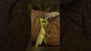 Praying Mantis vs. Longhorn Beetle: The Ultimate Bug Battle