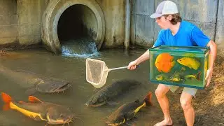 I Caught Rare Fish For My Aquarium!