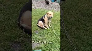 Стан собаки після КОНКРЕТНОЇ ЗЛИВИ 🌧️ 