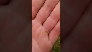 Детёныш богомола 1 неделя.