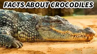 Crocodile Facts: the BIGGEST REPTILES 🐊 Animal Fact Files