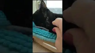Michiko.ru | Кот Лютик ищет дом. Отдаем бесплатно. Кошки в дар в добрые руки.