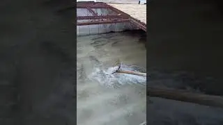 Нокис Кос кол. Балык