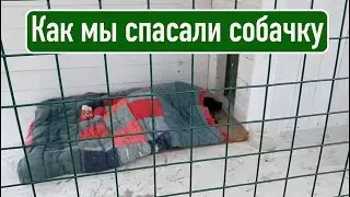 Как мы спасали собачку