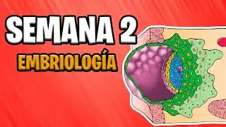 ✅ SECOND WEEK | EMBRYOLOGY  📚 BILAMINE EMBRYONIC DISC | EMBRYONIC DEVELOPMENT