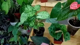 Выставка. Очень много растений на любой вкус.