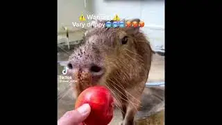 ok I pull up (Capybara)