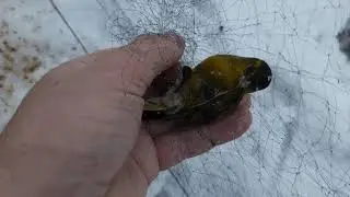 Songbird catching. 12/5/2021.