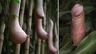 ഇങ്ങനെയും ചെടികളോ😯| World's strangest plants