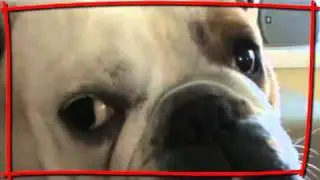 Dramatic Bulldog