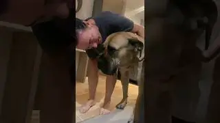 Big Boerboel Sorry Mumma I want Daddy 
