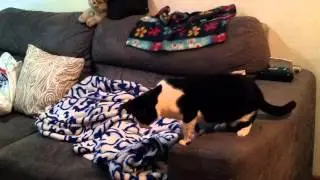 Minha gata Gotó brincando com bolhas de sabão (1)
