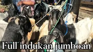 MULAI  2 JUTAAN!! INDUKAN PE JUMBO N JAWA DI PASAR kragan rembang Jawa Tengah