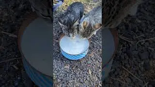 Milk cat bait