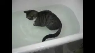 Кот в ванне