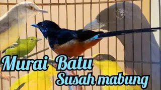 Murai batu susah mabung