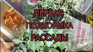Первая подкормка рассады. Корнивин своими руками. Seedling nutrition. Kornivin with his own hands.