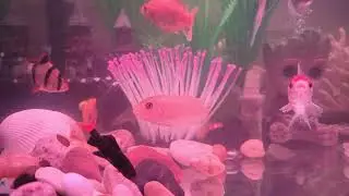 aquarium hobby