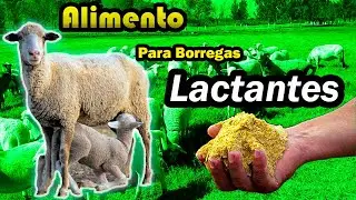 El Mejor Alimento para Borregas Lactantes
