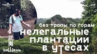 Нелегальные плантации в утёсах. Уишань. Без тропы по горам