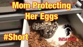 Snake Protecting Her Eggs #Short #Shorts