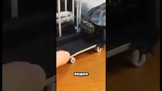 Черепаха катается на скейте 