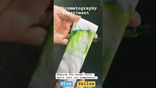Chromatography Experiment at Home 🎨 #scienceexperiment #chromatography #science