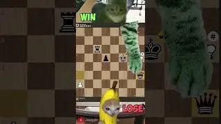 happy cat wants to play chess 1
