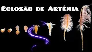 COMO ECLODIR ARTÊMIA
