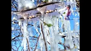 Учись у них- у дуба. у березы...Афанасий Фет.