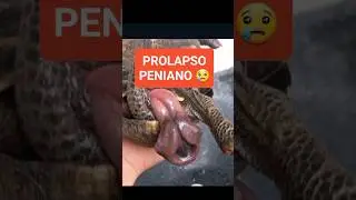 JABUTI DOENTE: Prolapso peniano, pela segunda vez! #jabuti #doencas #animais