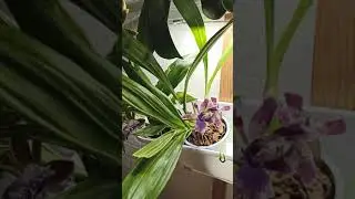 Три зигопеталума цветут одновременно Three of Zygopetalum in bloom