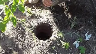 Малина кумберленд закладка побегов на сажанцы