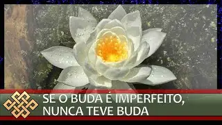 Pureza do darma, cinismo e devoção