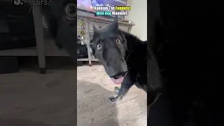 Is That A Wolf Or A Dog?!😳😂