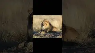 lion roar 🦁🔊