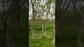 Фантастические деревья в парке "Молодёжный" в Геленджике #геленджик