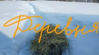 козы , куры