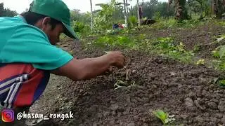 TEKNIK dan CARA PEMANGKASAN CABE ||pangkas cabang bawah pada tanaman cabe rawit Dewata 43f1(part 14)