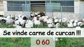 Carne de curcan!!!