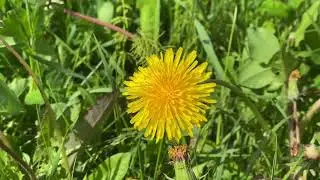 Одуванчик / футаж / фон / для видео / Dandelion