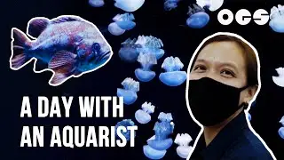 An Underwater Life: Exploring Southeast Asia’s Largest Aquarium with an Aquarist