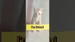 Attention! The Kitten is Listening 
