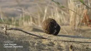 Verano: Escarabajo