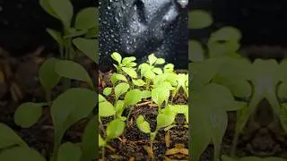 Baby-baby mungil penghuni kebun #sprout #gardening #berkebun #minivlog #vegetables #minigarden #sawi