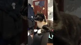 Кошка-она и в Африке кошка#кошка#ржака#смешное#смешноевидео#котики#котикиправятмиром