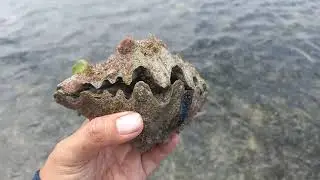 CARI KERANG AWAL TAHUN 2022 DI HUTAN BAKAU